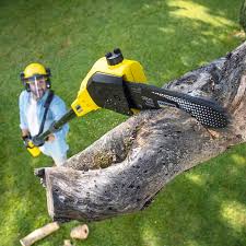 Best Lawn Mowing  in Trainer, PA