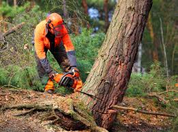 Professional Tree Removal Services in Trainer, PA