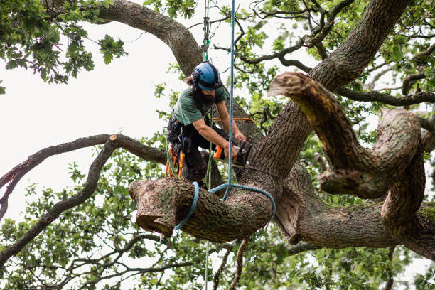 Best Tree Cabling and Bracing  in Trainer, PA