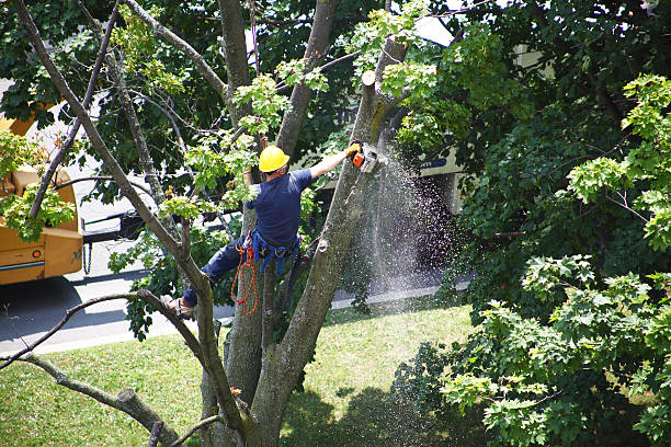 Lawn Watering Services in Trainer, PA