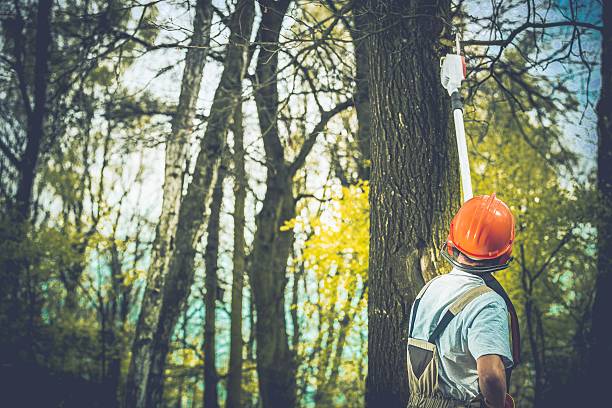 Best Storm Damage Tree Cleanup  in Trainer, PA