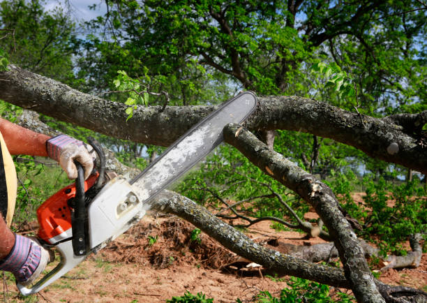 Best Stump Grinding and Removal  in Trainer, PA